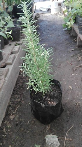 Vivero La herencia - Centro de jardinería