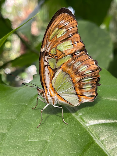 Animal Protection Organization «Butterfly Pavilion», reviews and photos, 6252 W 104th Ave, Westminster, CO 80020, USA