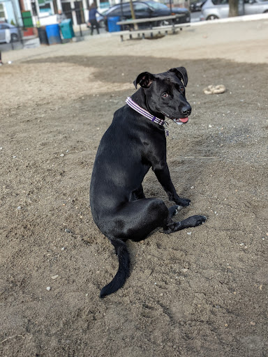 Park «Nunziato Field Dog Park», reviews and photos, Putnam St, Somerville, MA 02143, USA