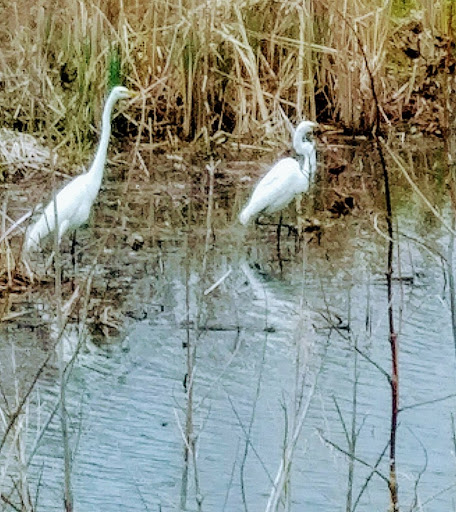 Nature Preserve «Swan River Preserve», reviews and photos, Montauk Hwy, Patchogue, NY 11772, USA