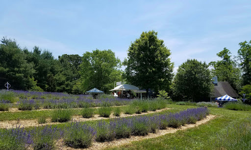 Farm «Blooming Hill Lavender Farm», reviews and photos, 19929 Telegraph Springs Rd, Purcellville, VA 20132, USA