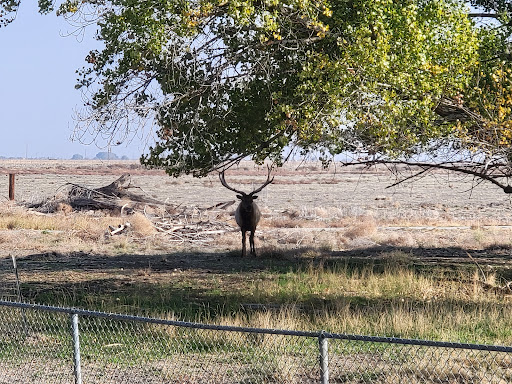 Nature Preserve «Tule Elk Reserve State Natural Reserve», reviews and photos, 8653 Station Rd, Buttonwillow, CA 93206, USA