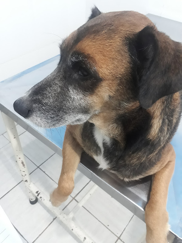 Clínica Veterinária Parque Paulistano — O profissional veterinário em São Paulo, SP