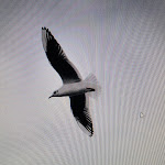 Photo n°1 de l'avis de deapocean50. fait le 15/10/2021 à 07:54 sur le  Strandterrassen Steinhude à Wunstorf