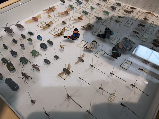 Museum «Insectropolis», reviews and photos, 1761 U.S. 9, Toms River, NJ 08755, USA
