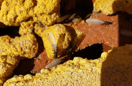 Pest Control Service «Universal Pest & Termite», reviews and photos