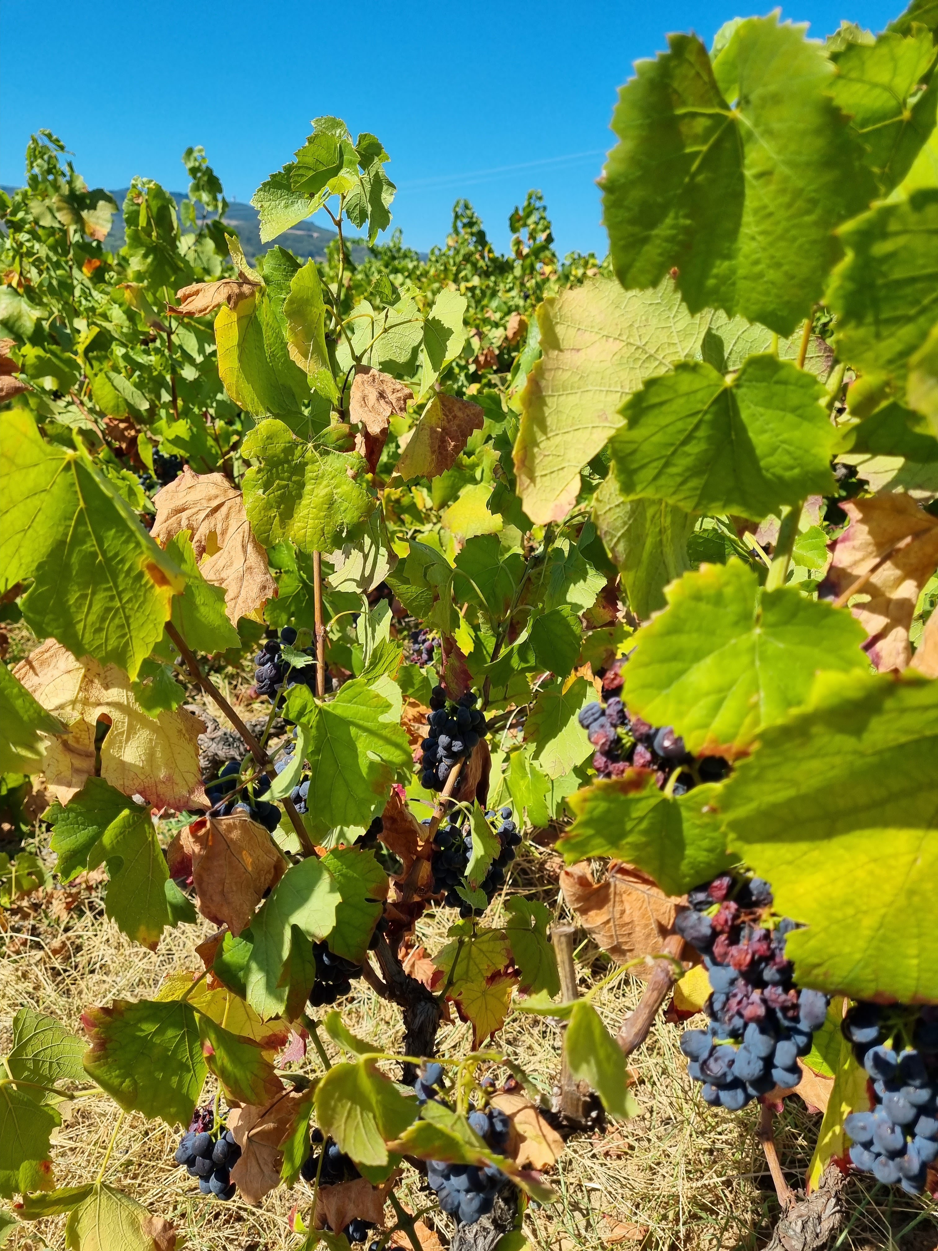 Photo n° 4 de l'avis de Olga.a fait le 12/08/2022 à 14:38