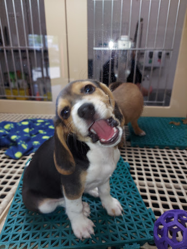 Pet Store «Petland», reviews and photos, 5470 Dixie Hwy, Fairfield, OH 45014, USA