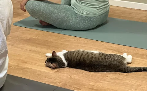MarySoul Yoga - centro yoga a Milano, yoga con i gatti image