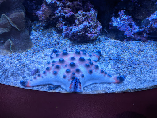 Aquarium «Great Lakes Aquarium», reviews and photos, 353 Harbor Dr, Duluth, MN 55802, USA