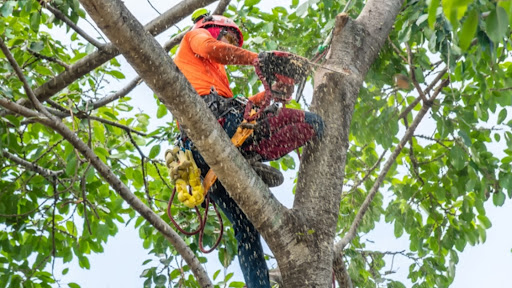 Toledo Tree Removal