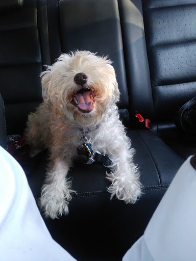 Pet Supply Store «Pet Supplies Plus», reviews and photos, 1704 Greenville Ave, Dallas, TX 75206, USA