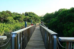 Mangrove Boardwalk image