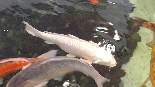 Pet Supply Store «PetKraze», reviews and photos, 100 Independent Way, Brewster, NY 10509, USA