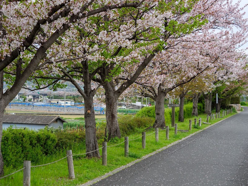 石川桜づつみ