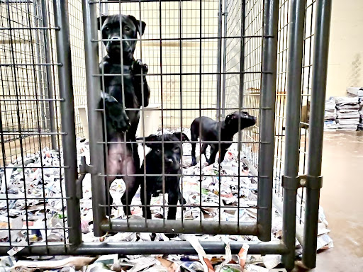 Pet Supply Store «Ace Pet Supply & K-9 Center Inc», reviews and photos, 206 Vanderpool St, Newark, NJ 07114, USA