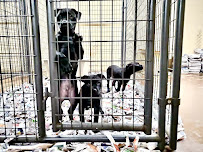 Ace Pet Shop - Photo 9 - Car repair in Newark, NJ, Staten Island