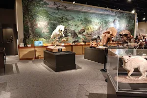 Brazos Valley Museum of Natural History image