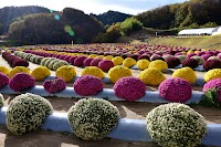 菊の里ときわ