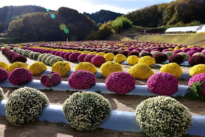菊の里ときわ