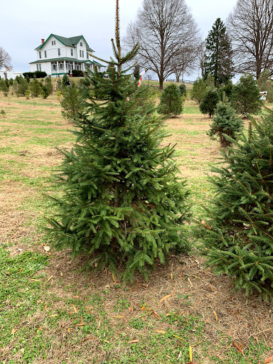 Linden Hill Christmas Tree Farm