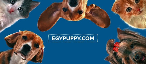 EGY Puppy - 5th Settlement - Concord Plaza