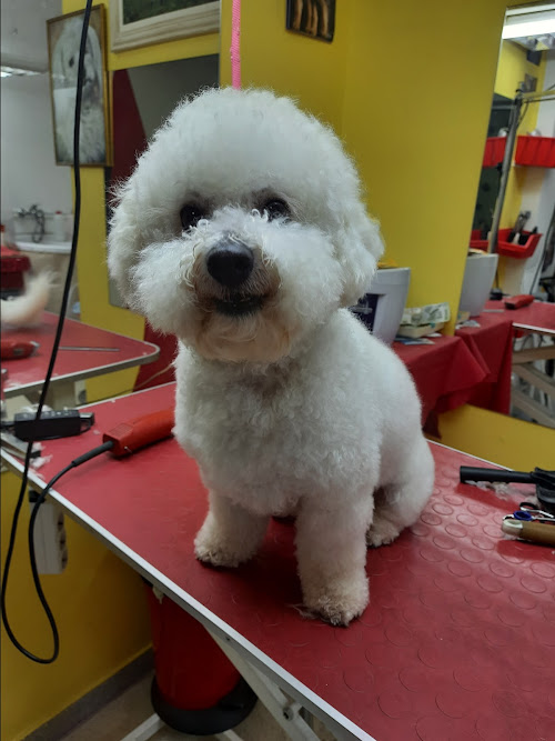  alt='Kada je jedan salon odbio da sredi dvorisnog psa starog 14 godina, koji treba da predje u stan, dobili smo preporuku za'