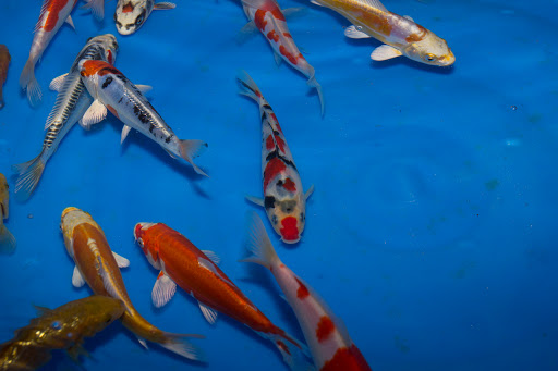 Cali Koi image