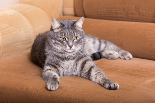 House Cleaning Service «Fresh Tech Maid», reviews and photos, 532 Wesley Ave, Evanston, IL 60202, USA