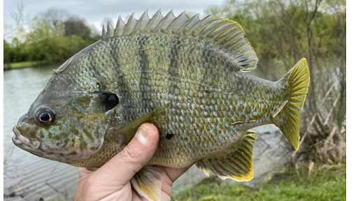 The Hatchery & Fish Farm, Inc.