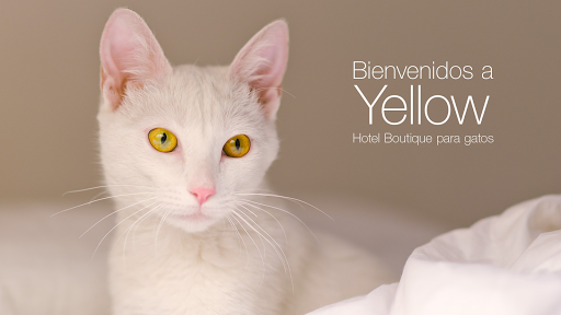 Yellow - Hotel para gatos