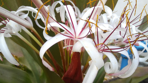 Casino «Hialeah Park», reviews and photos, 2200 E 4th Ave, Hialeah, FL 33013, USA