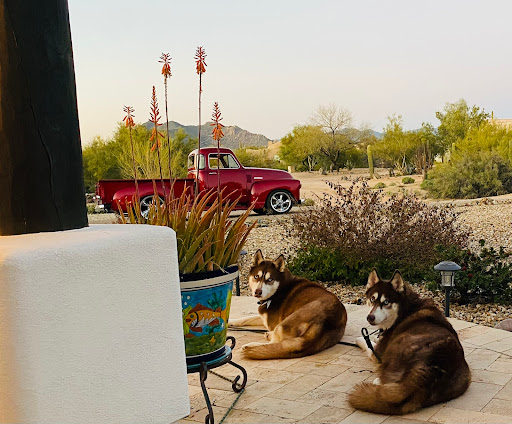 Pet Supply Store «Pet Club Cave Creek», reviews and photos, 4725 E Carefree Hwy, Cave Creek, AZ 85331, USA