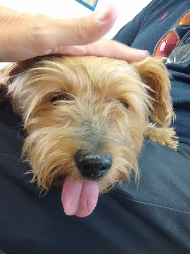 New Park Centro Veterinario en Madrid