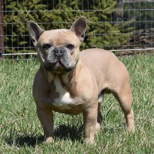 Pet Store «The Family Puppy of Oakland Mall», reviews and photos, 528 W 14 Mile Rd, Troy, MI 48083, USA