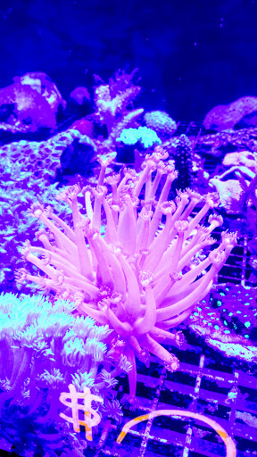 Tropical Fish Store «Blue Earth Corals & Aquariums», reviews and photos, 5791 Desoto Rd, Lake Worth, FL 33463, USA