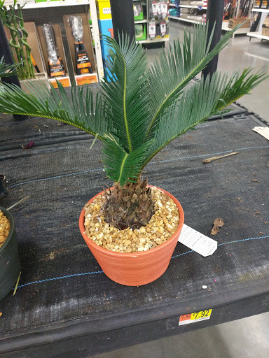 Department Store «Walmart Supercenter», reviews and photos, 59690 Belleview Dr, Plaquemine, LA 70764, USA