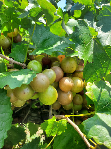 Winery «Fox Vineyards & Winery», reviews and photos, 225 State Hwy 11, Social Circle, GA 30025, USA