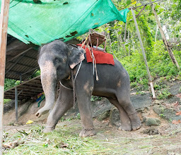 Phuket Elephant Trekking Tours photo