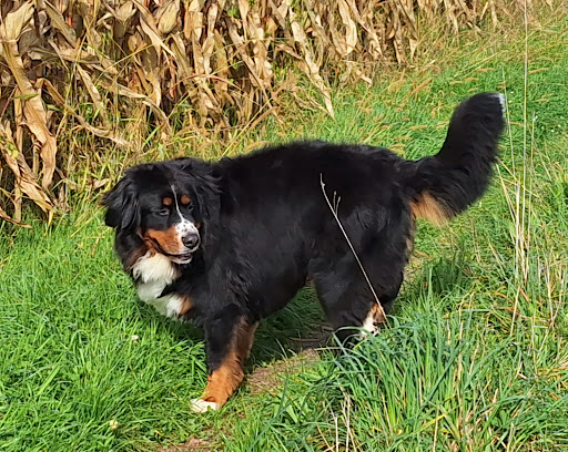 Fellkönig - Hundesalon unter Friesenheim, 