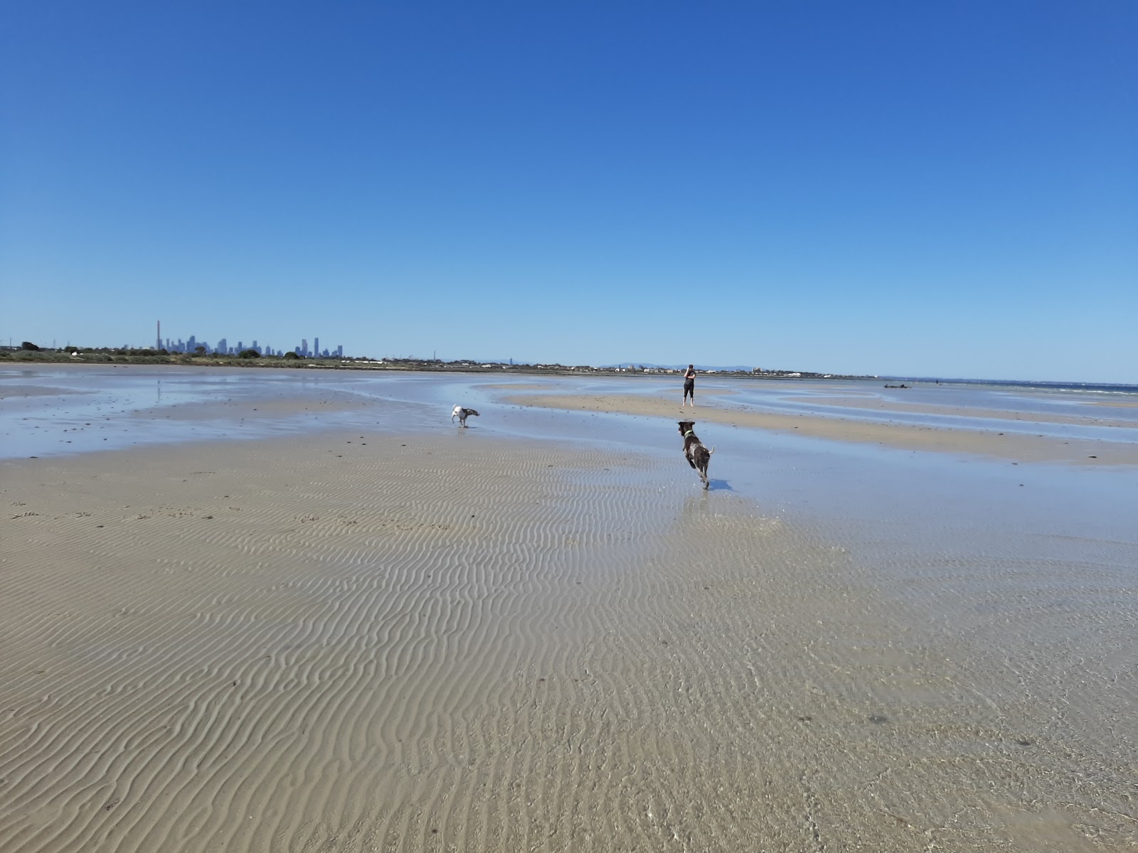 Altona Beach Dog Off的照片 和解