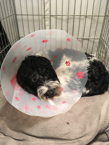 Αριθμός τηλεφώνου Ιατρείο Μικρών Ζώων Αχαράβης- Acharavi Corfu Small Animal Surgery