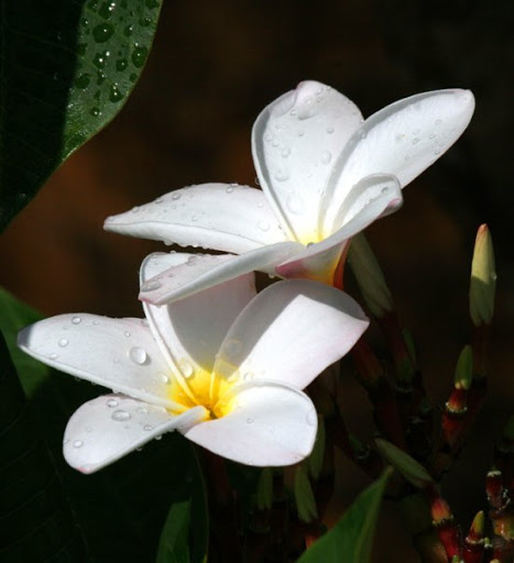 Ice Cream Shop «The Island Muncie», reviews and photos, 400 W McGalliard Rd, Muncie, IN 47303, USA