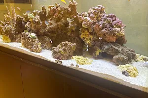 The Fish Store / Custom Aquariums image