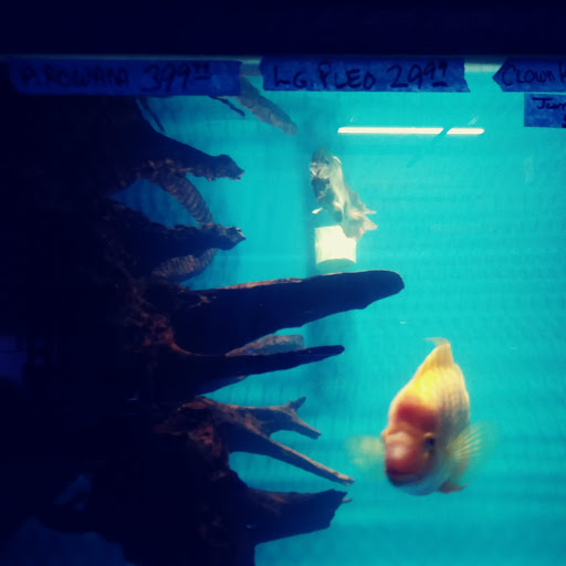 Tropical Fish Store «The Fish Store», reviews and photos, 2050 Chamblee Tucker Rd, Chamblee, GA 30341, USA