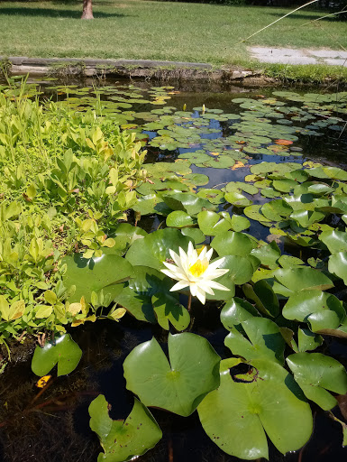 National Park «Kenilworth Park», reviews and photos, 1505 Ancostia Ave NE, Washington, DC 20019, USA