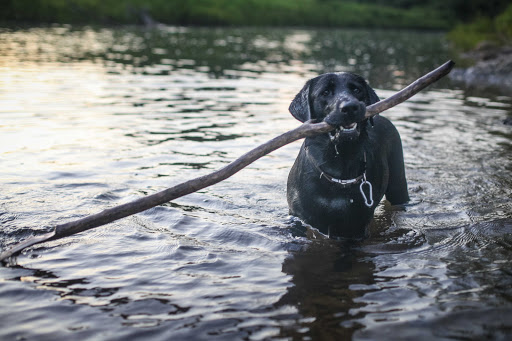 Pet Groomer «Pet-icure Pet Grooming & Supplies», reviews and photos, 89 Main St, Pepperell, MA 01463, USA