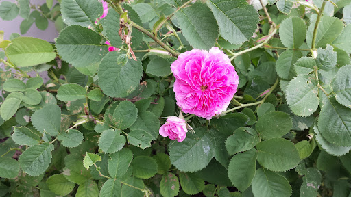 Florist «Eclectic Garden», reviews and photos, 323 Walnut St, St Charles, IL 60174, USA