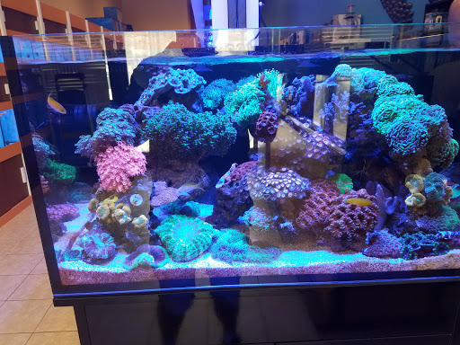 Tropical Fish Store «Nemo Aquarium», reviews and photos, 1560 Indian Trail Rd #106, Norcross, GA 30093, USA