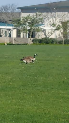 Park «Mike Ward Community Park Woodbridge», reviews and photos, 20 Lake Rd, Irvine, CA 92604, USA